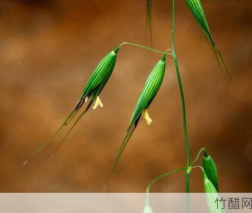 呼叶子是什么？了解一下这个神秘的植物特征