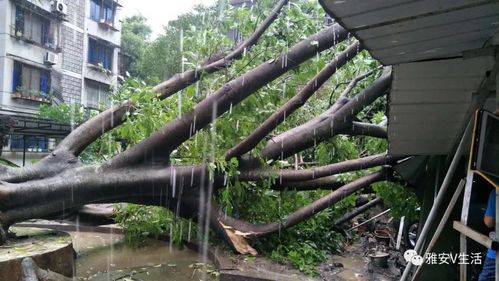 悲剧！突如其来的暴雨造成6人遇难【今日早报】