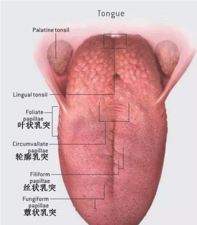 舌尖的甜与舌根的苦：味觉地图的真相